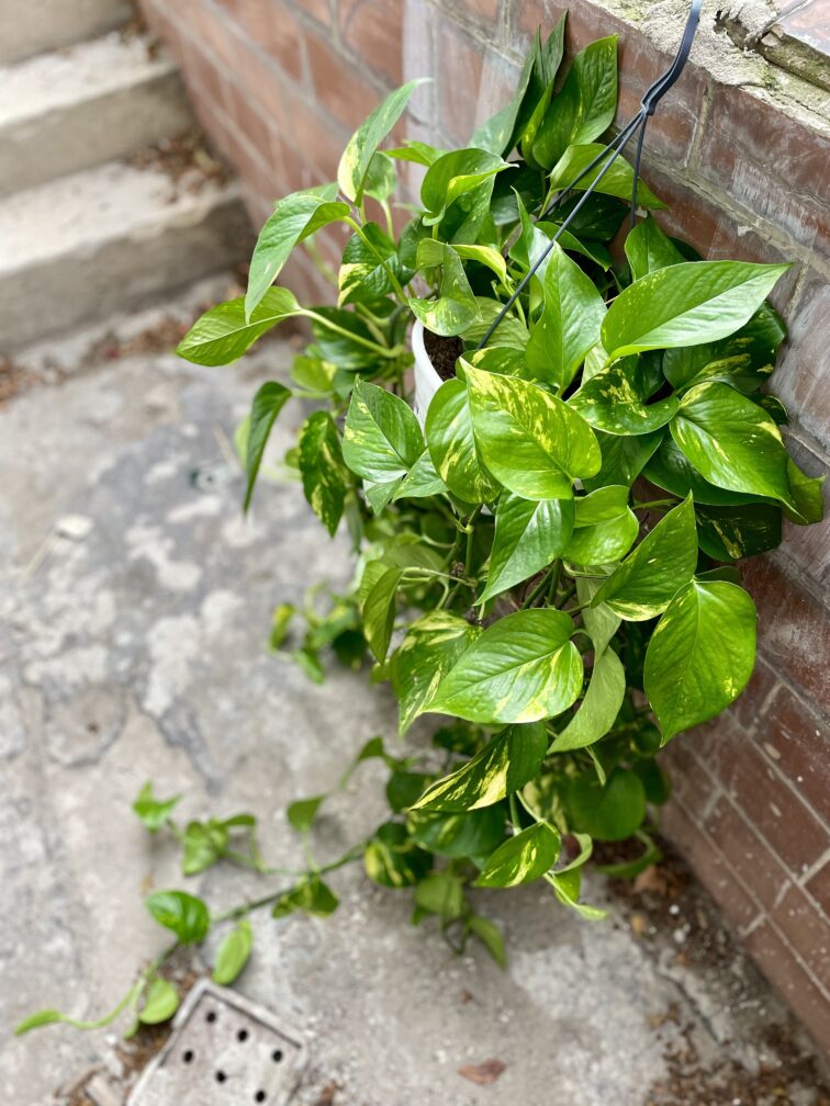 Zdjęcie rosliny doniczkowej Epipremnum aureum (Epipremnum złociste), ujęcie 1