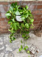 Zdjęcie rosliny doniczkowej Epipremnum aureum (Epipremnum złociste), ujęcie 2