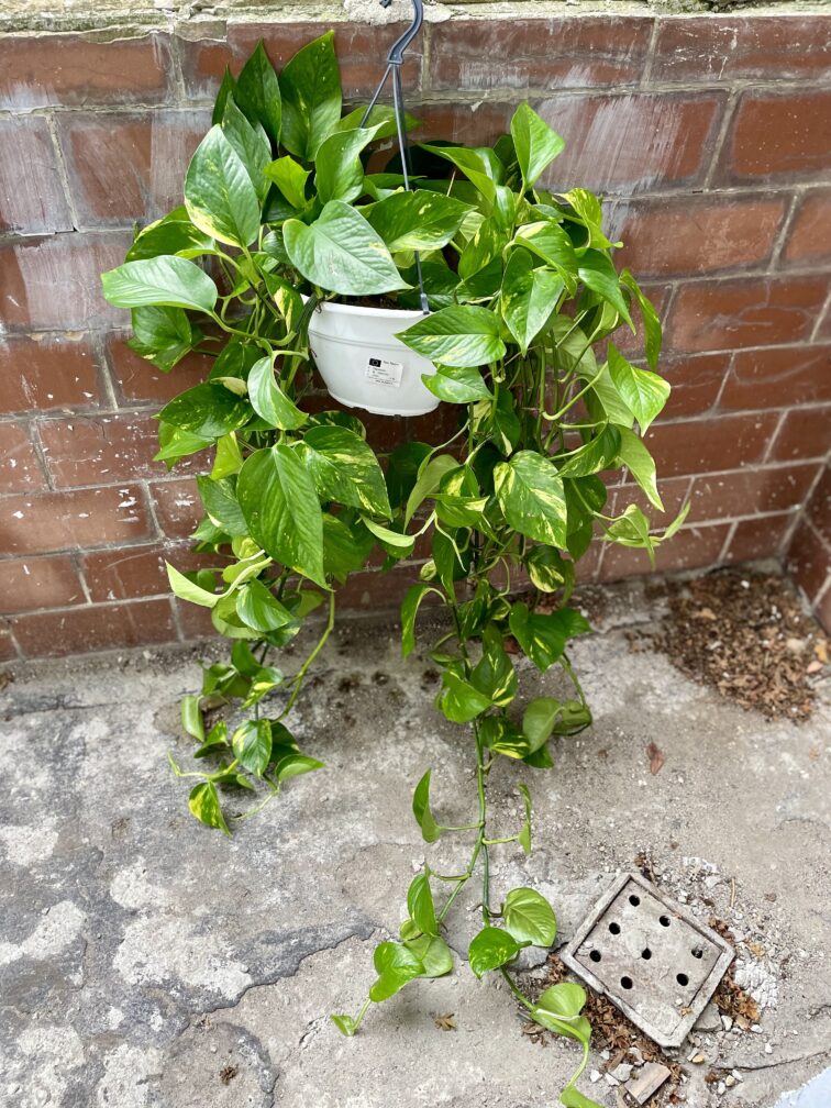 Zdjęcie rosliny doniczkowej Epipremnum aureum (Epipremnum złociste), ujęcie 2