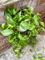 Zdjęcie rosliny doniczkowej Epipremnum aureum (Epipremnum złociste), ujęcie 3
