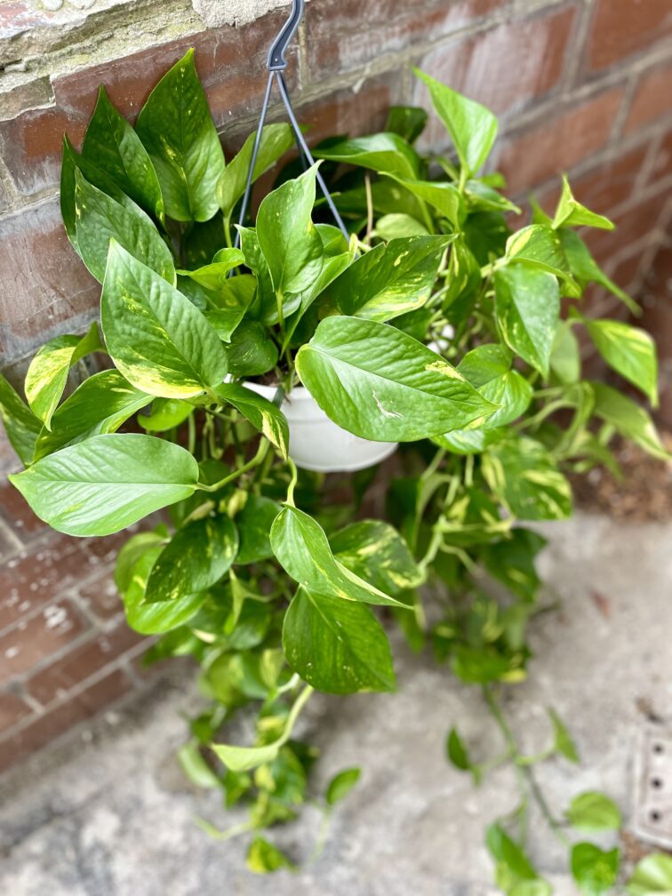 Zdjęcie rosliny doniczkowej Epipremnum aureum (Epipremnum złociste), ujęcie 3
