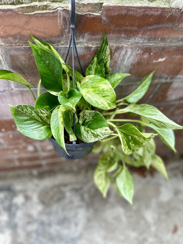 Zdjęcie rosliny doniczkowej Epipremnum Marble Queen, ujęcie 1