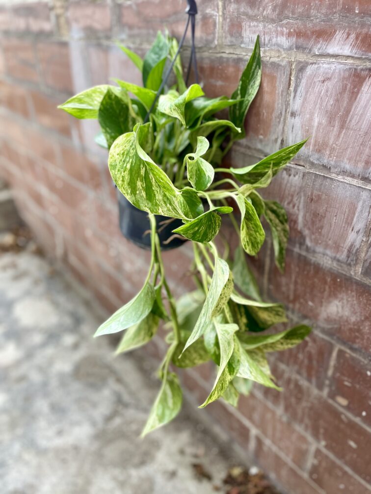 Zdjęcie rosliny doniczkowej Epipremnum Marble Queen, ujęcie 2
