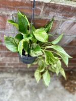 Zdjęcie rosliny doniczkowej Epipremnum Marble Queen, ujęcie 3