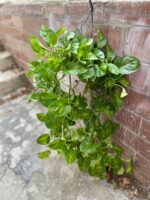 Zdjęcie rosliny doniczkowej Epipremnum pinnatum Global Green, ujęcie 1