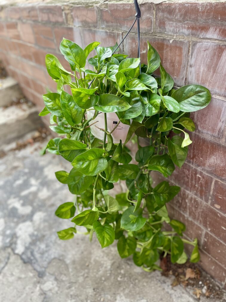 Zdjęcie rosliny doniczkowej Epipremnum pinnatum Global Green, ujęcie 1