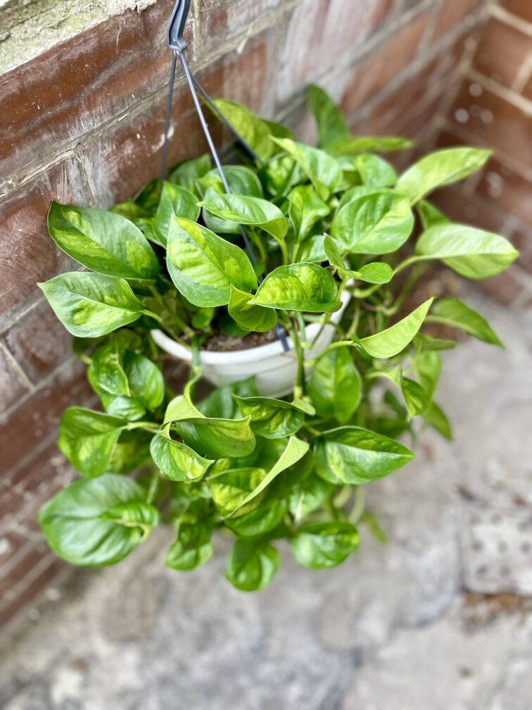 Zdjęcie rosliny doniczkowej Epipremnum pinnatum Global Green, ujęcie 2