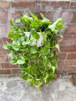 Zdjęcie rosliny doniczkowej Epipremnum pinnatum Global Green, ujęcie 3