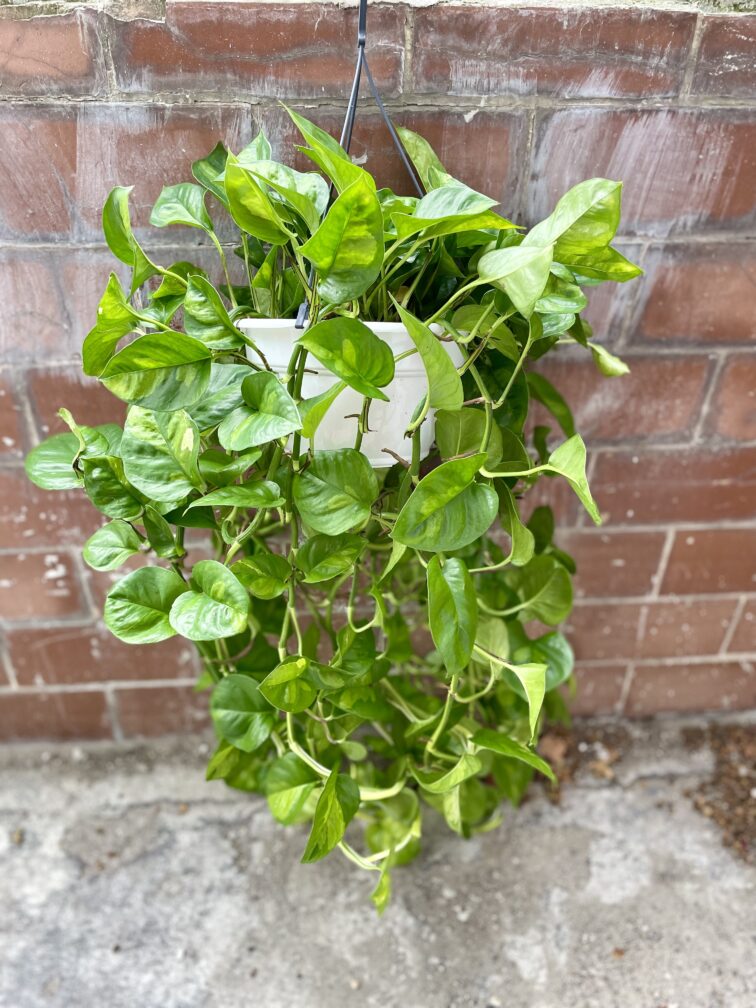 Zdjęcie rosliny doniczkowej Epipremnum pinnatum Global Green, ujęcie 3