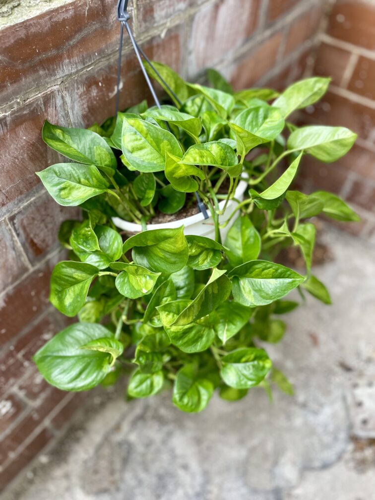 Zdjęcie rosliny doniczkowej Epipremnum pinnatum Global Green, ujęcie 4