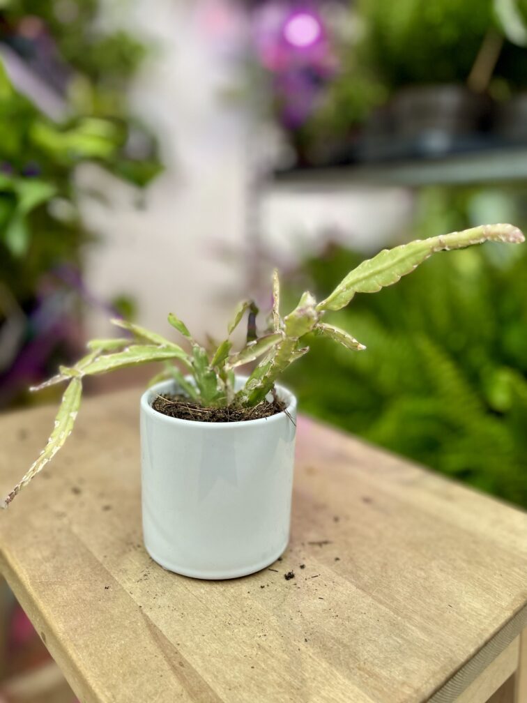 Zdjęcie rosliny doniczkowej Lepismium cruciforme, ujęcie 1