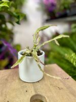 Zdjęcie rosliny doniczkowej Lepismium cruciforme, ujęcie 3
