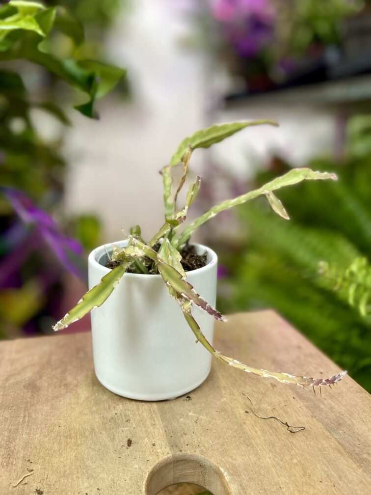 Zdjęcie rosliny doniczkowej Lepismium cruciforme, ujęcie 3
