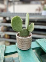 Zdjęcie rosliny doniczkowej Opuntia microdasys inermis (Opuncja drobnolistna nieuzbrojona), ujęcie 1