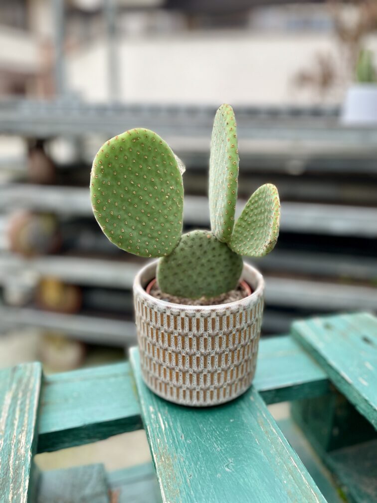 Zdjęcie rosliny doniczkowej Opuntia microdasys inermis (Opuncja drobnolistna nieuzbrojona), ujęcie 1
