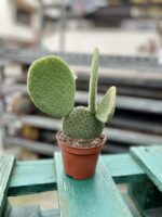 Zdjęcie rosliny doniczkowej Opuntia microdasys inermis (Opuncja drobnolistna nieuzbrojona), ujęcie 2