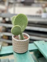 Zdjęcie rosliny doniczkowej Opuntia microdasys inermis (Opuncja drobnolistna nieuzbrojona), ujęcie 3