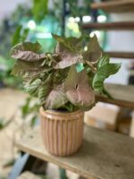 Zdjęcie doniczki lub oslonki: Osłonka Old Pink 13 × 17 cm, ujęcie 2