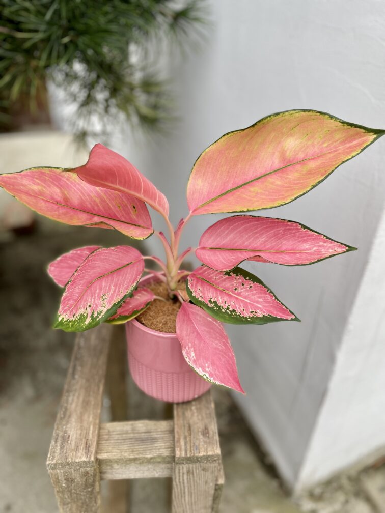 Zdjęcie doniczki lub oslonki: Osłonka Pink Sleeve 12 × 12 cm, ujęcie 2