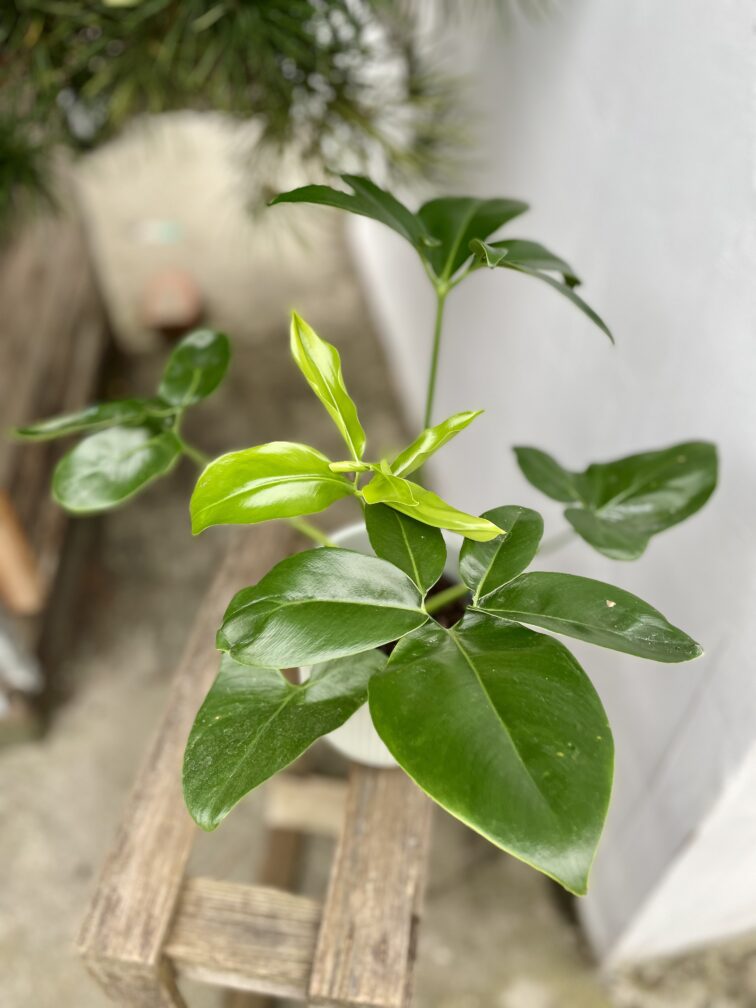 Zdjęcie rosliny doniczkowej Philodendron Fun Bun (Thaumatophyllum spruceanum), ujęcie 2