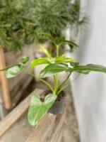 Zdjęcie rosliny doniczkowej Philodendron Fun Bun (Thaumatophyllum spruceanum), ujęcie 3
