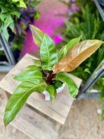 Zdjęcie rosliny doniczkowej Philodendron Prince of Orange, ujęcie 1