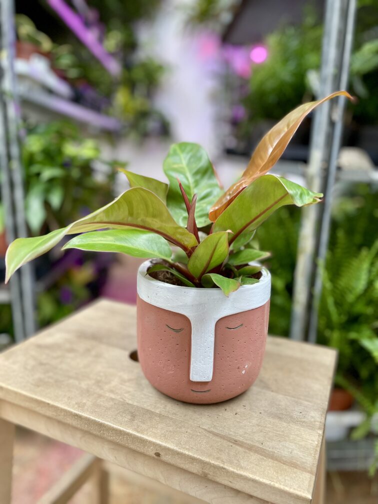 Zdjęcie rosliny doniczkowej Philodendron Prince of Orange, ujęcie 2