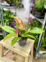 Zdjęcie rosliny doniczkowej Philodendron Prince of Orange, ujęcie 3