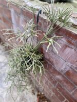 Zdjęcie rosliny doniczkowej Rhipsalis pilocarpa (Patyczak), ujęcie 1