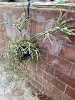 Zdjęcie rosliny doniczkowej Rhipsalis pilocarpa (Patyczak), ujęcie 2
