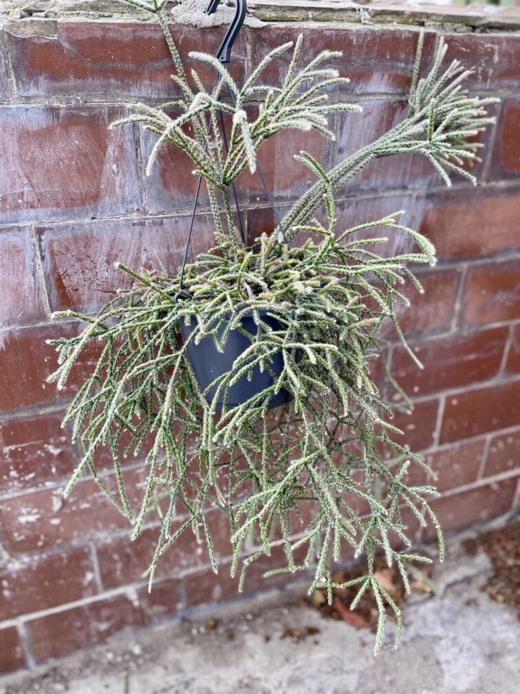Zdjęcie rosliny doniczkowej Rhipsalis pilocarpa (Patyczak), ujęcie 3