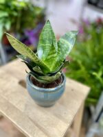Zdjęcie rosliny doniczkowej Sansevieria trifasciata Hahnii, ujęcie 1