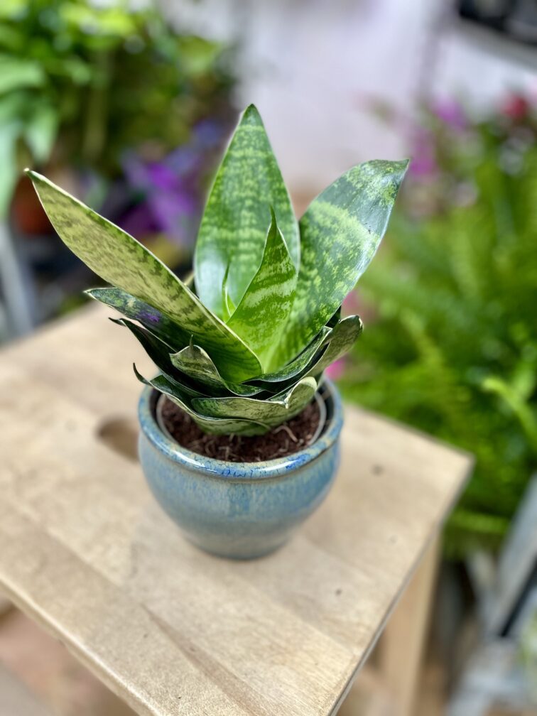 Zdjęcie rosliny doniczkowej Sansevieria trifasciata Hahnii, ujęcie 1