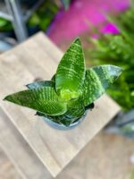 Zdjęcie rosliny doniczkowej Sansevieria trifasciata Hahnii, ujęcie 2
