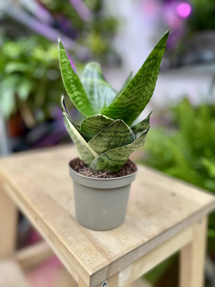 Zdjęcie rosliny doniczkowej Sansevieria trifasciata Hahnii, ujęcie 3