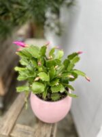 Zdjęcie rosliny doniczkowej Schlumbergera Jolly Dancer, ujęcie 1