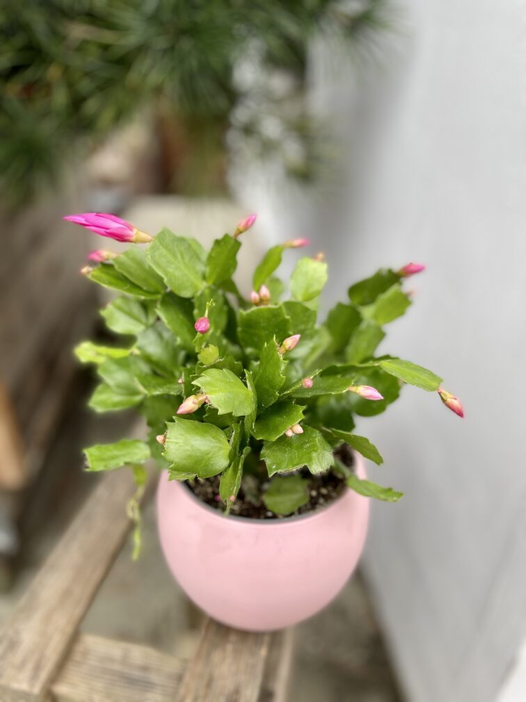Zdjęcie rosliny doniczkowej Schlumbergera Jolly Dancer, ujęcie 1