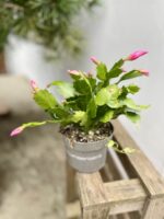 Zdjęcie rosliny doniczkowej Schlumbergera Jolly Dancer, ujęcie 2