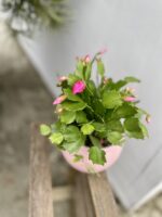 Zdjęcie rosliny doniczkowej Schlumbergera Jolly Dancer, ujęcie 3
