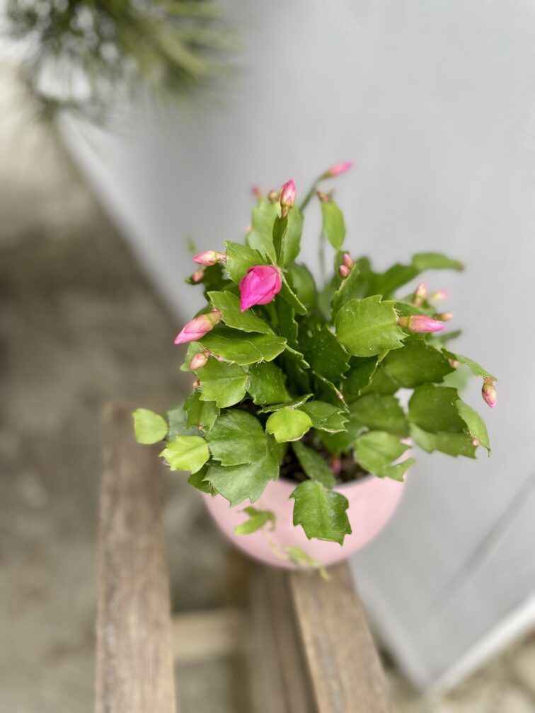 Zdjęcie rosliny doniczkowej Schlumbergera Jolly Dancer, ujęcie 3