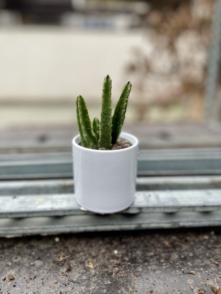 Zdjęcie rosliny doniczkowej Stapelia leendertziae, ujęcie 1