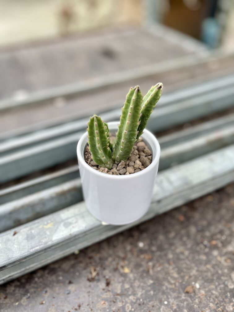 Zdjęcie rosliny doniczkowej Stapelia leendertziae, ujęcie 2