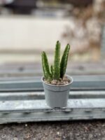 Zdjęcie rosliny doniczkowej Stapelia leendertziae, ujęcie 3