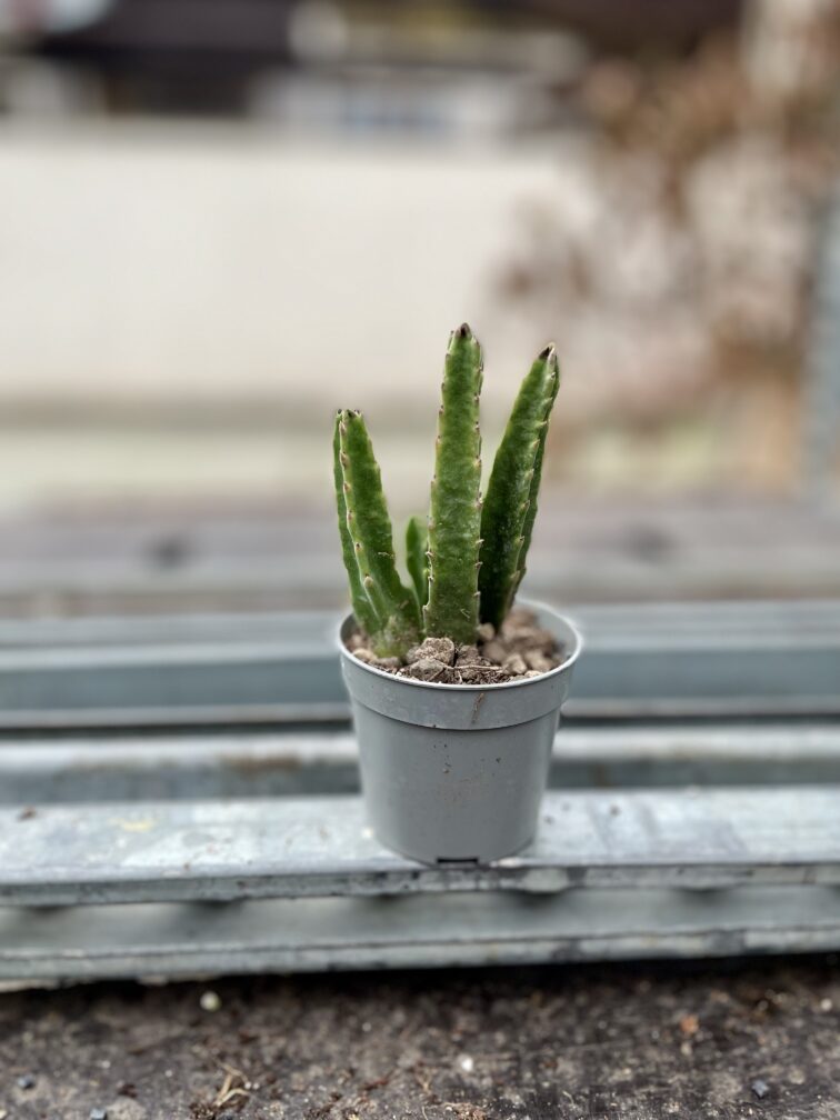Zdjęcie rosliny doniczkowej Stapelia leendertziae, ujęcie 3