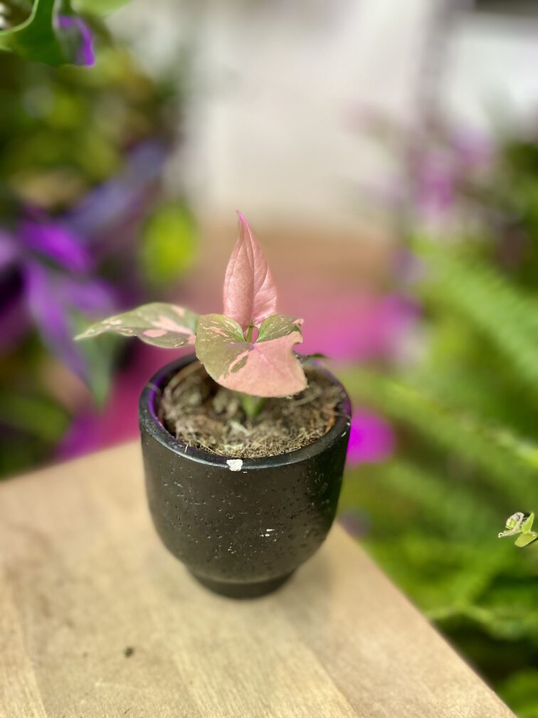 syngonium-pink-splash_5x10-1_1697804242.jpg Zdjęcie rosliny doniczkowej Syngonium Pink Splash, ujęcie 1