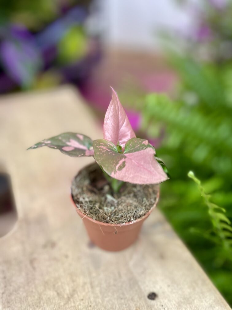Zdjęcie rosliny doniczkowej Syngonium Pink Splash, ujęcie 3