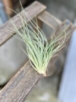 Zdjęcie rosliny doniczkowej Tillandsia Silver, ujęcie 1
