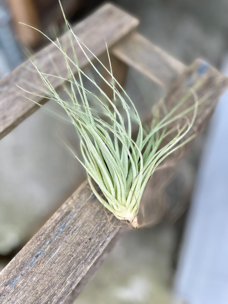 tillandsia-silver_0x15-1_1697203662.jpg Zdjęcie rosliny doniczkowej Tillandsia Silver, ujęcie 1