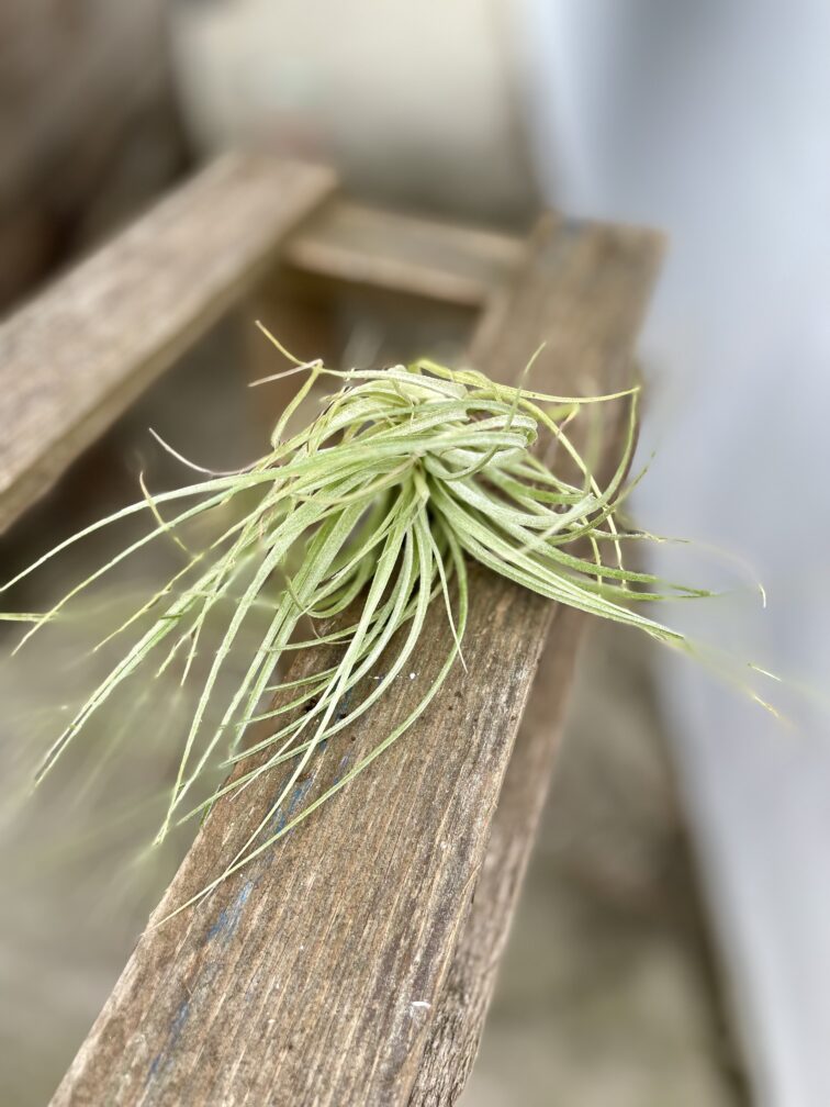 Zdjęcie rosliny doniczkowej Tillandsia Silver, ujęcie 2