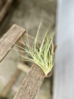 Zdjęcie rosliny doniczkowej Tillandsia Silver, ujęcie 3